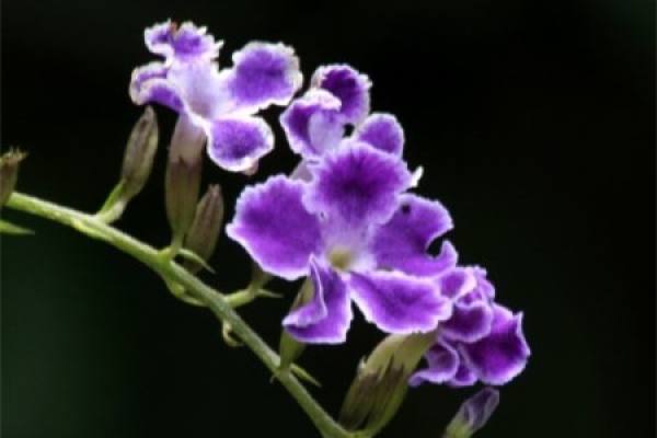 Violet