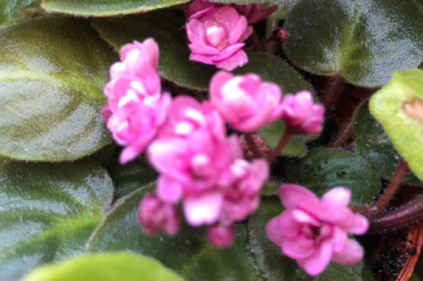 Violet
