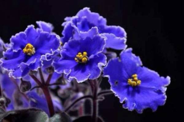 Violet