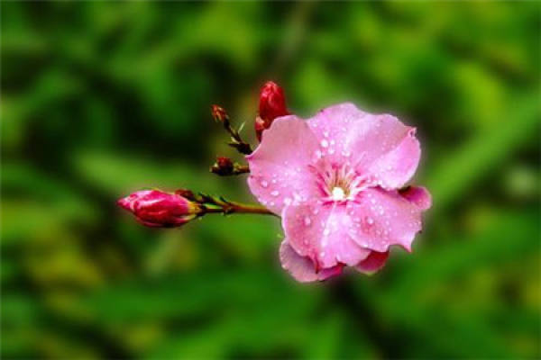 Nerium indicum
