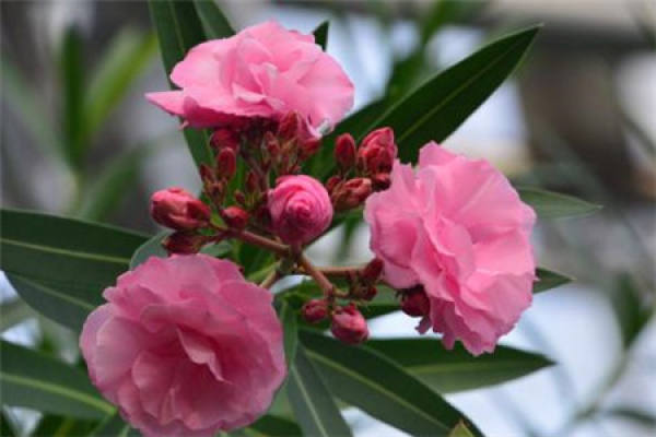 Nerium indicum