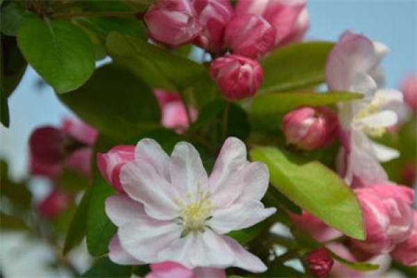 Nerium indicum