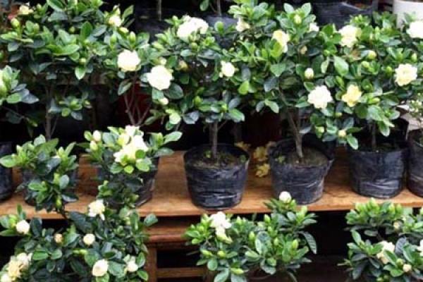 Gardenia
