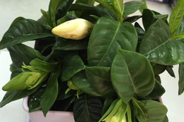 Gardenia