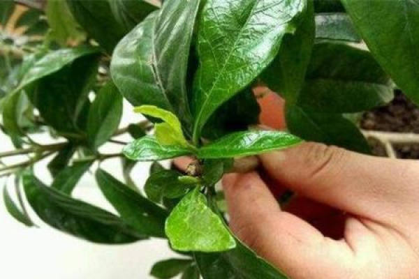 Gardenia