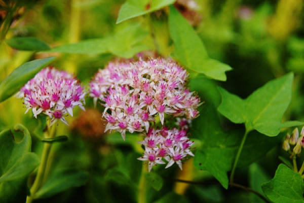 Sedum spectabile
