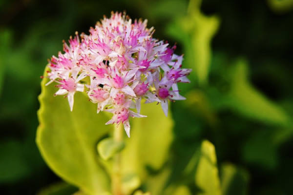 Sedum spectabile