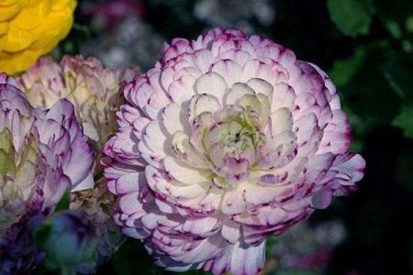 Ranunculus japonicus