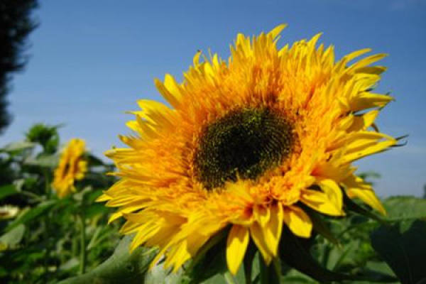 Sunflower