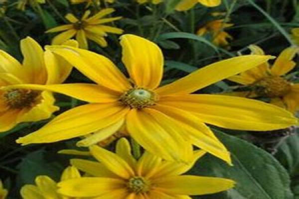 Sunflower