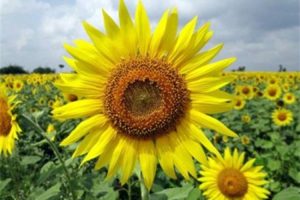 sunflower