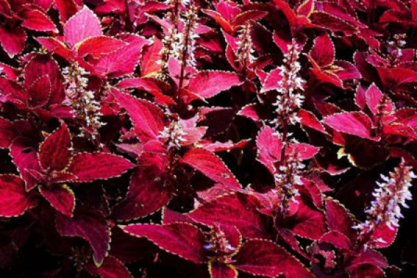 Coleus Coleus