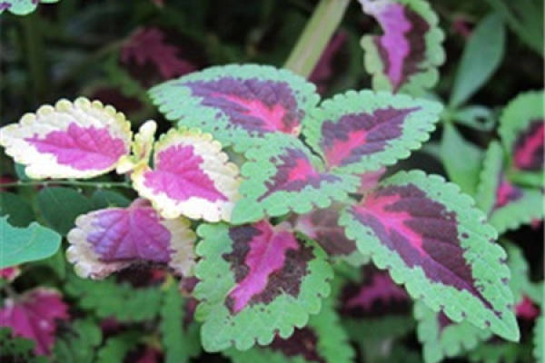 Coleus Coleus
