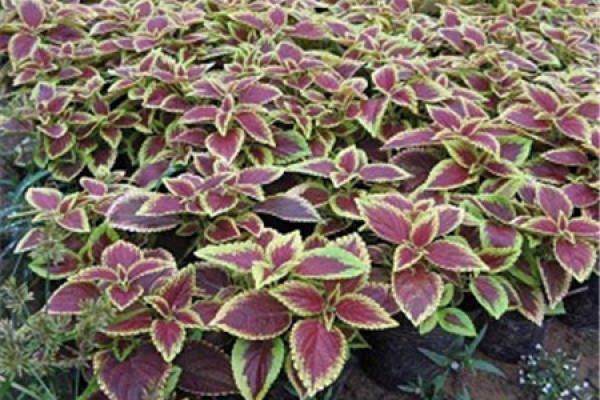 Coleus