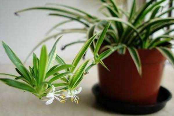 Chlorophytum