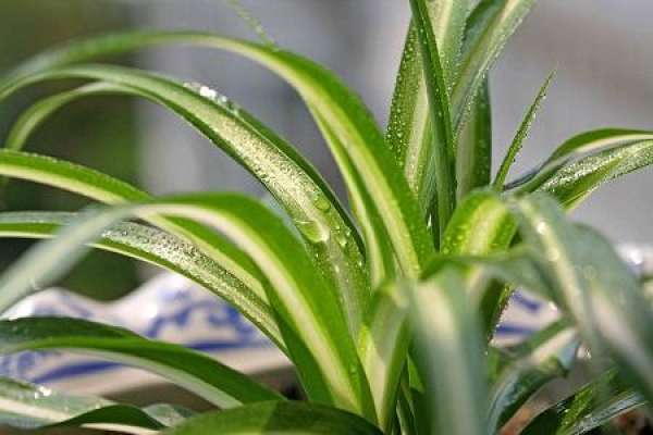 Chlorophytum