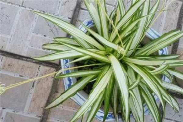 Chlorophytum