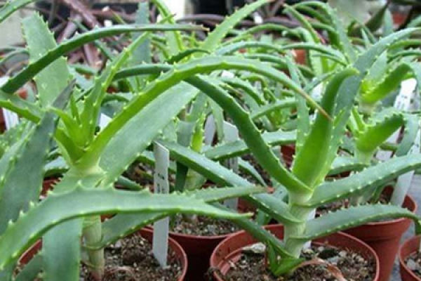 Aloe
