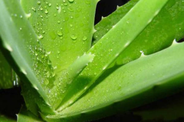 Aloe