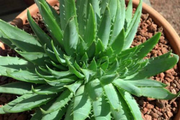 Aloe