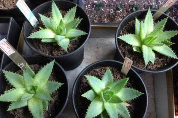 Aloe