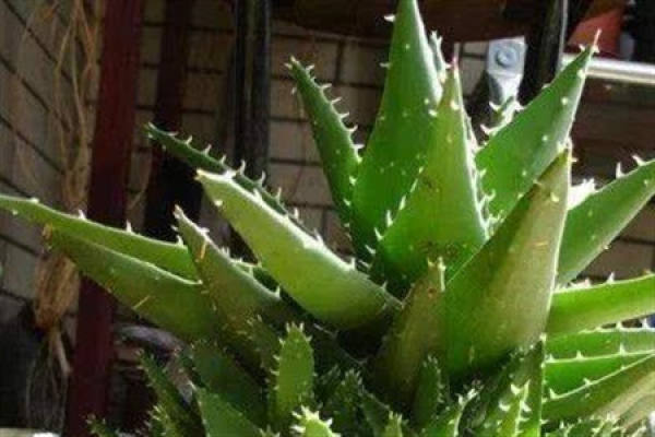 Aloe