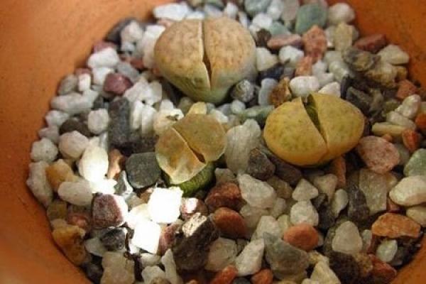 Raw Stone Flower