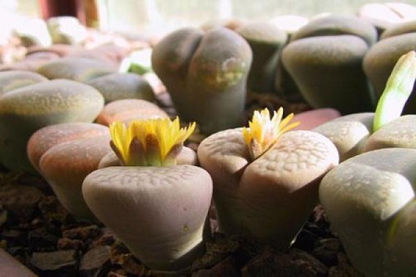 Raw Stone Flower