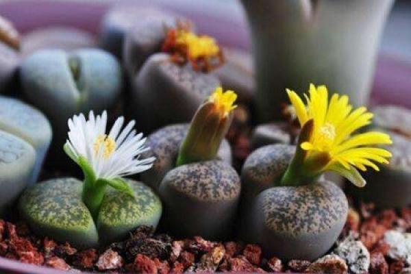 Raw Stone Flower