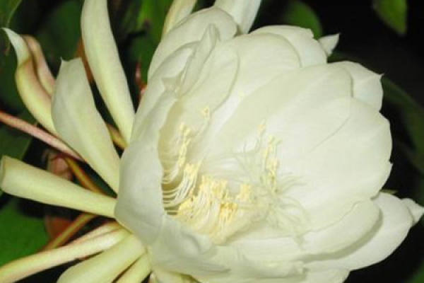 Epiphyllum