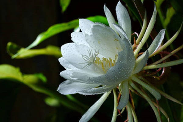 Epiphyllum