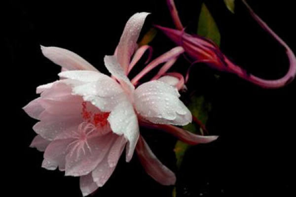 Epiphyllum