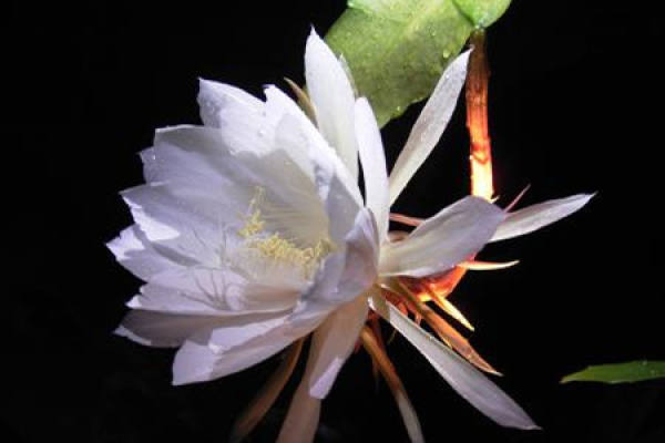 Epiphyllum