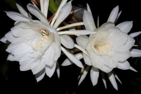 Epiphyllum