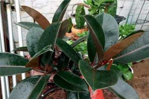 Rubber Tree
