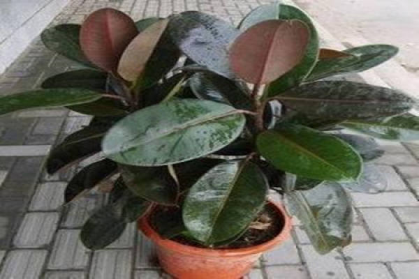 Rubber Tree