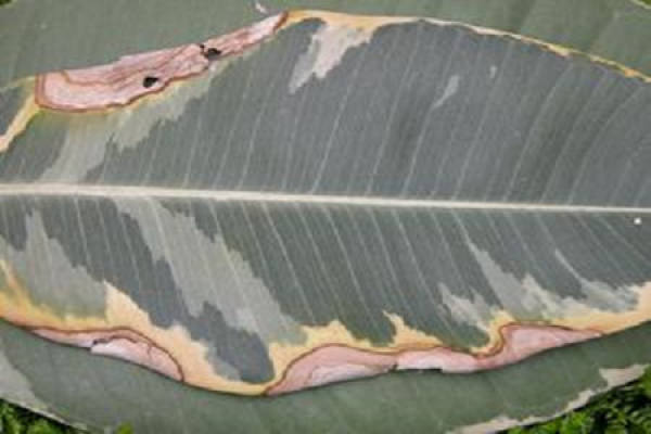 Rubber Tree