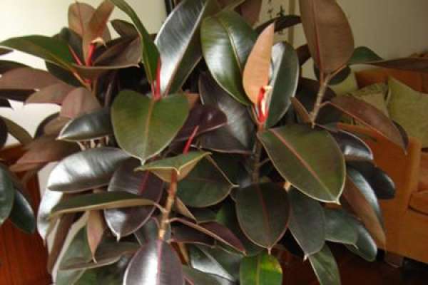 Rubber Tree