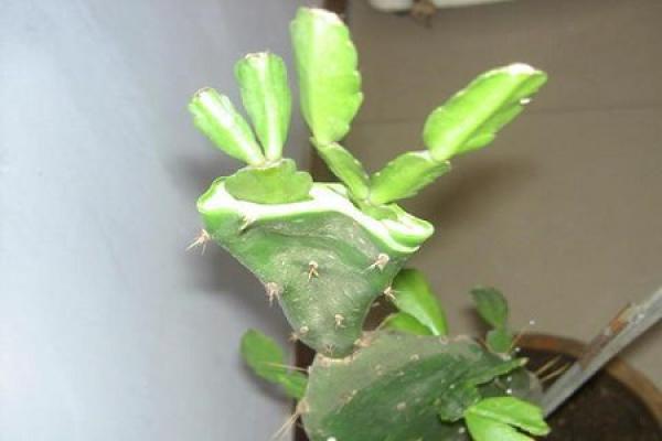 Zygocactus japonicus