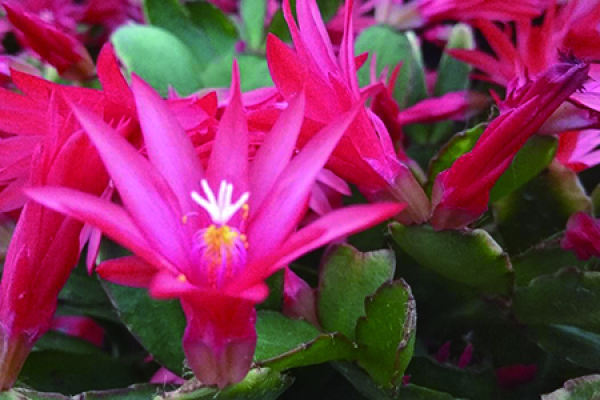 Zygocactus japonicus