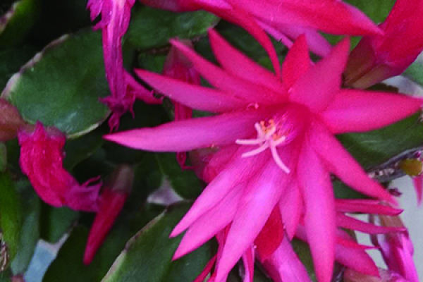 Zygocactus japonicus