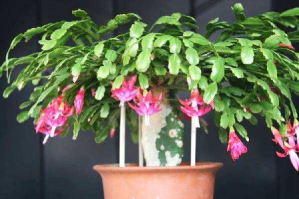 Zygocactus japonicus