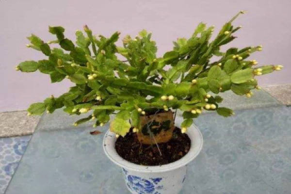 Zygocactus japonicus