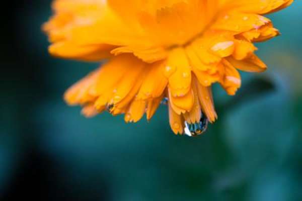 Daisy