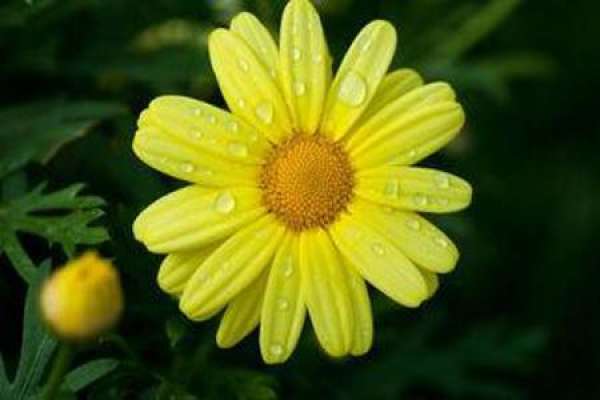Daisy