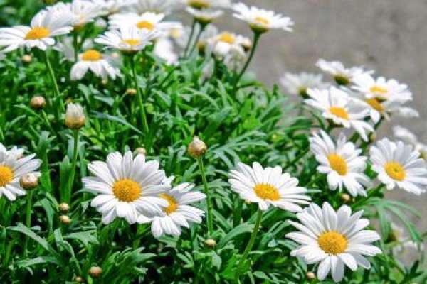 Daisy