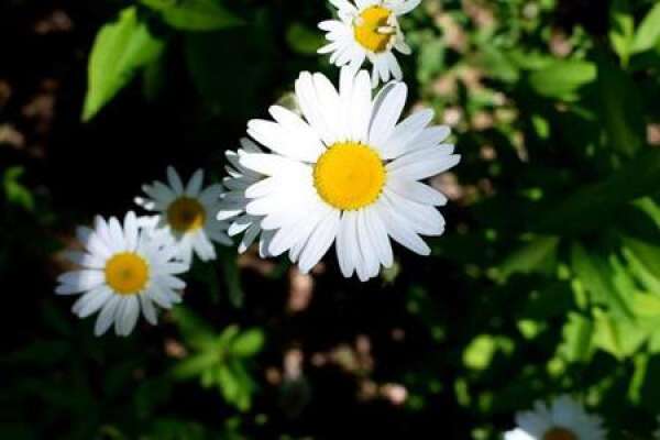 Daisy