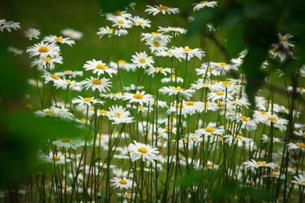 Daisy