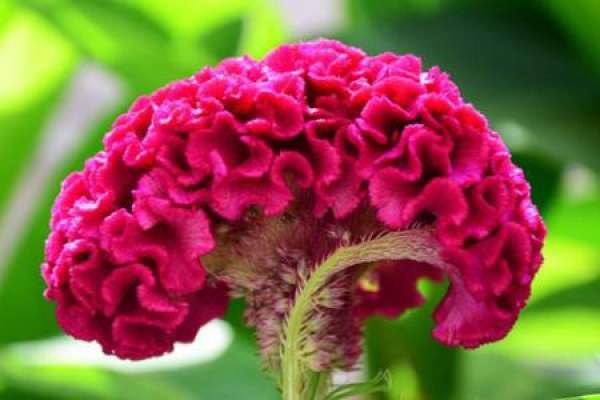 Cockscomb