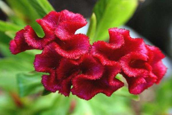 Cockscomb